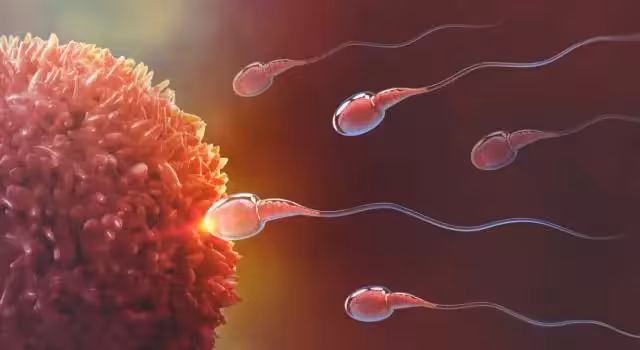 spermatozoi verso l'ovulo spermatozoi verso l'ovulo